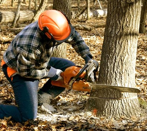 Tree Removal in North Oxford, MA